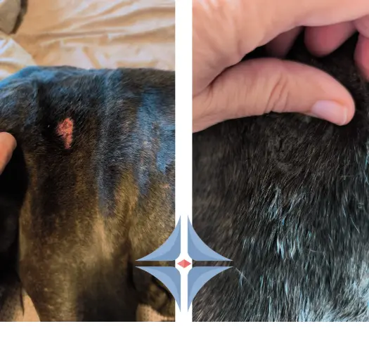 piodermite cane